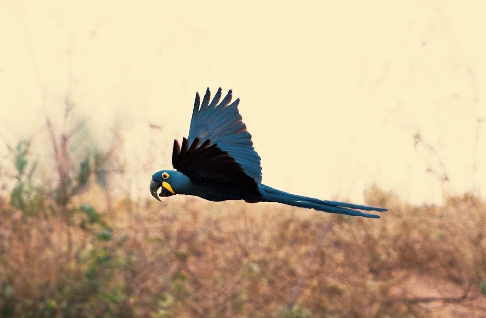 “Bienvenidos”: iniciativa que busca visibilizar el valor de las Áreas Silvestres Protegidas del Paraguay