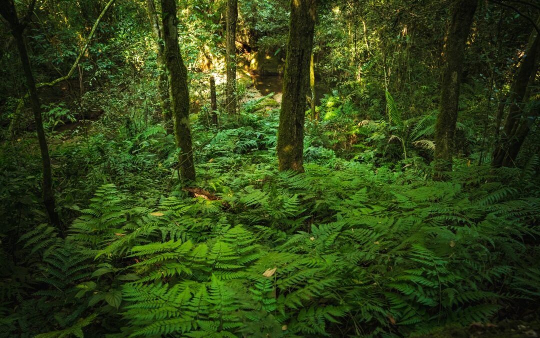 «Paraguay forestal: ciencia, cultura y vida»: nuestro país cumple 10 años estudiando sus bosques