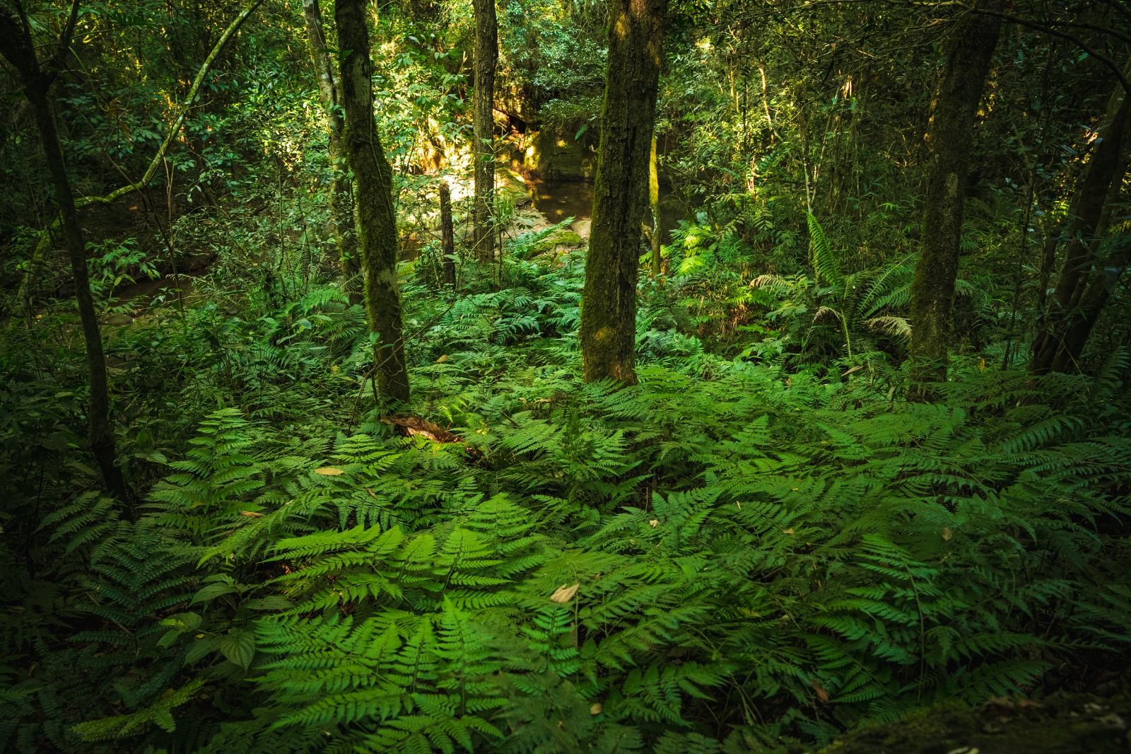 «Paraguay forestal: ciencia, cultura y vida»: nuestro país cumple 10 años estudiando sus bosques