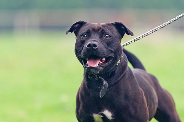 Hombre fue atacado brutalmente por su perro pitbull en CDE