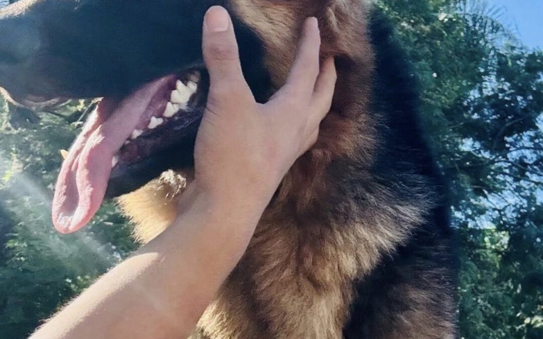 Roban perro de apego de niña con autismo: familia solicita ayuda para ubicar al animal