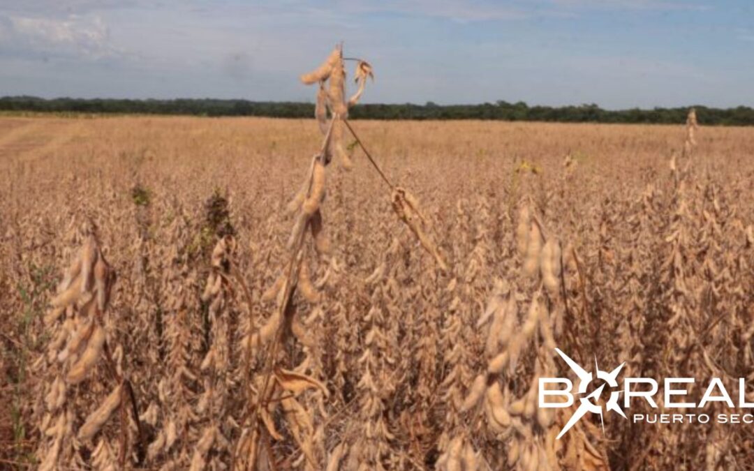 Soja paraguaya en alza: exportaciones crecieron en un 40% durante el primer cuatrimestre