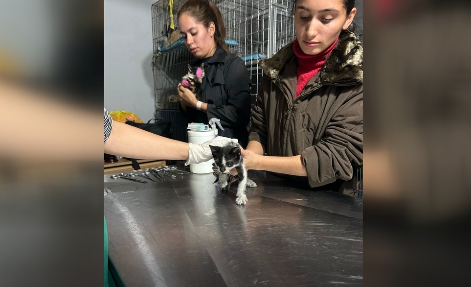 Incendio en mercado de Itauguá: animales rescatados necesitan medicamentos