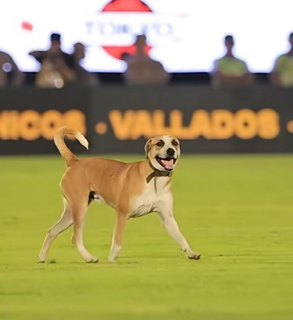 «Dexter», el perro que invadió el Defensores: su dueña lo re