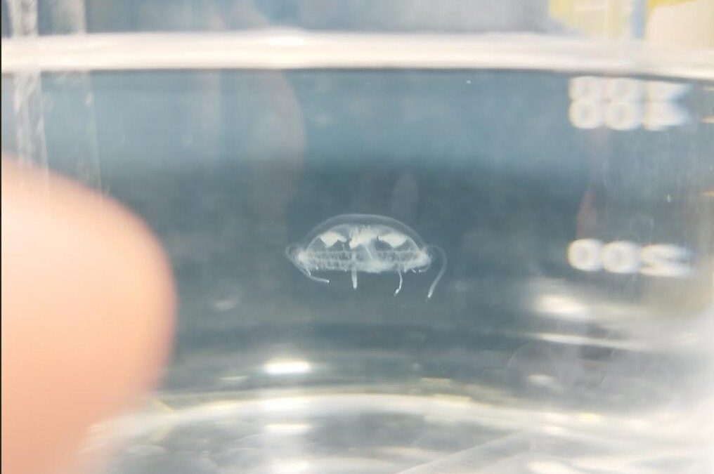 Identifican medusa de agua dulce en territorio paraguayo