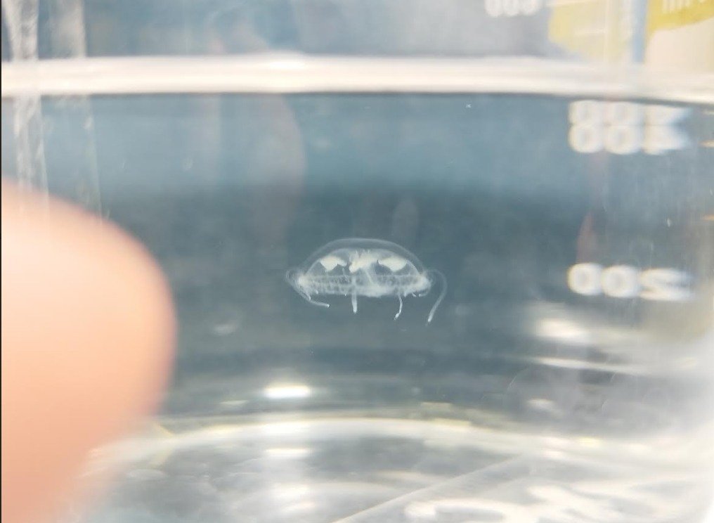 Identifican medusa de agua dulce en territorio paraguayo