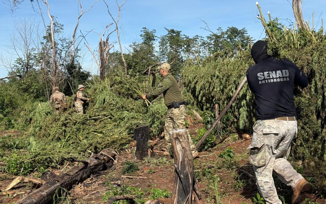 La Senad perjudicó al narcotráfico por casi 2 millones de dólares