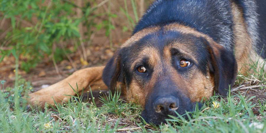 Imputan a guardia de seguridad que habría disparado a un perro