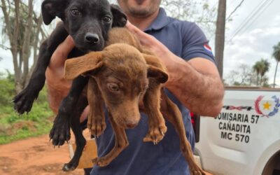 Fiscalía interviene ante denuncia de presunto maltrato animal