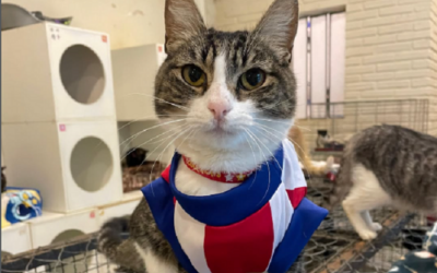 Día internacional del gato: cuidados que se deben aplicar para tener un michi saludable