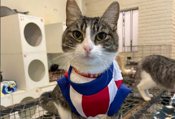 Día internacional del gato: cuidados que se deben aplicar para tener un michi saludable